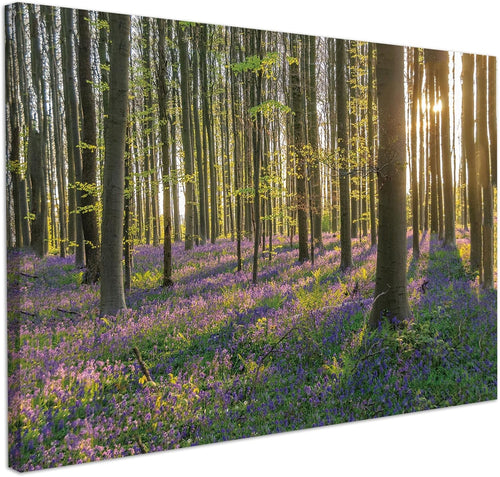 Forest Canvas Wall Art Sunrise Woodland Landscape Framed Nature Decor 40x30cm