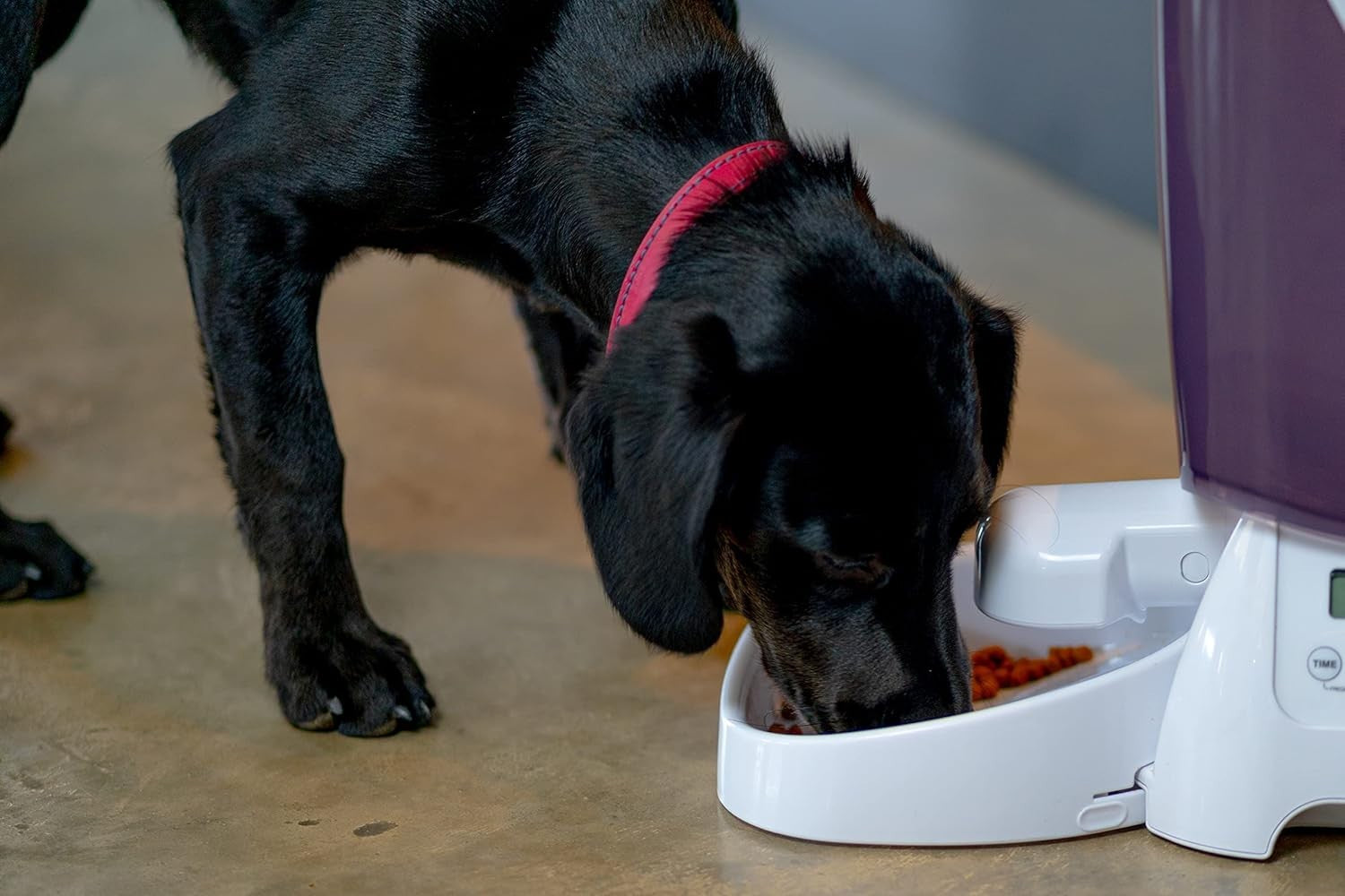 Automatic Cat Dog Feeder 3kg Timed Food Dispenser LCD Portion Control