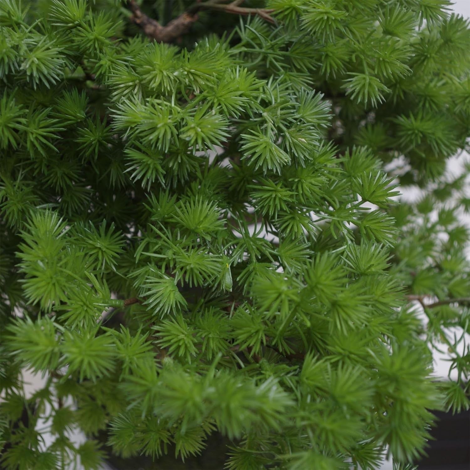 50cm Pine Bonsai Artificial Tree Premium Japanese Style Indoor Home Decoration