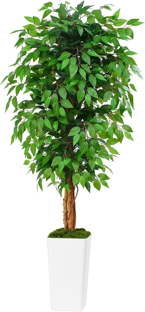 6ft Artificial Ficus Tree Curved Wood Trunks White Planter Lush Faux Home Decor