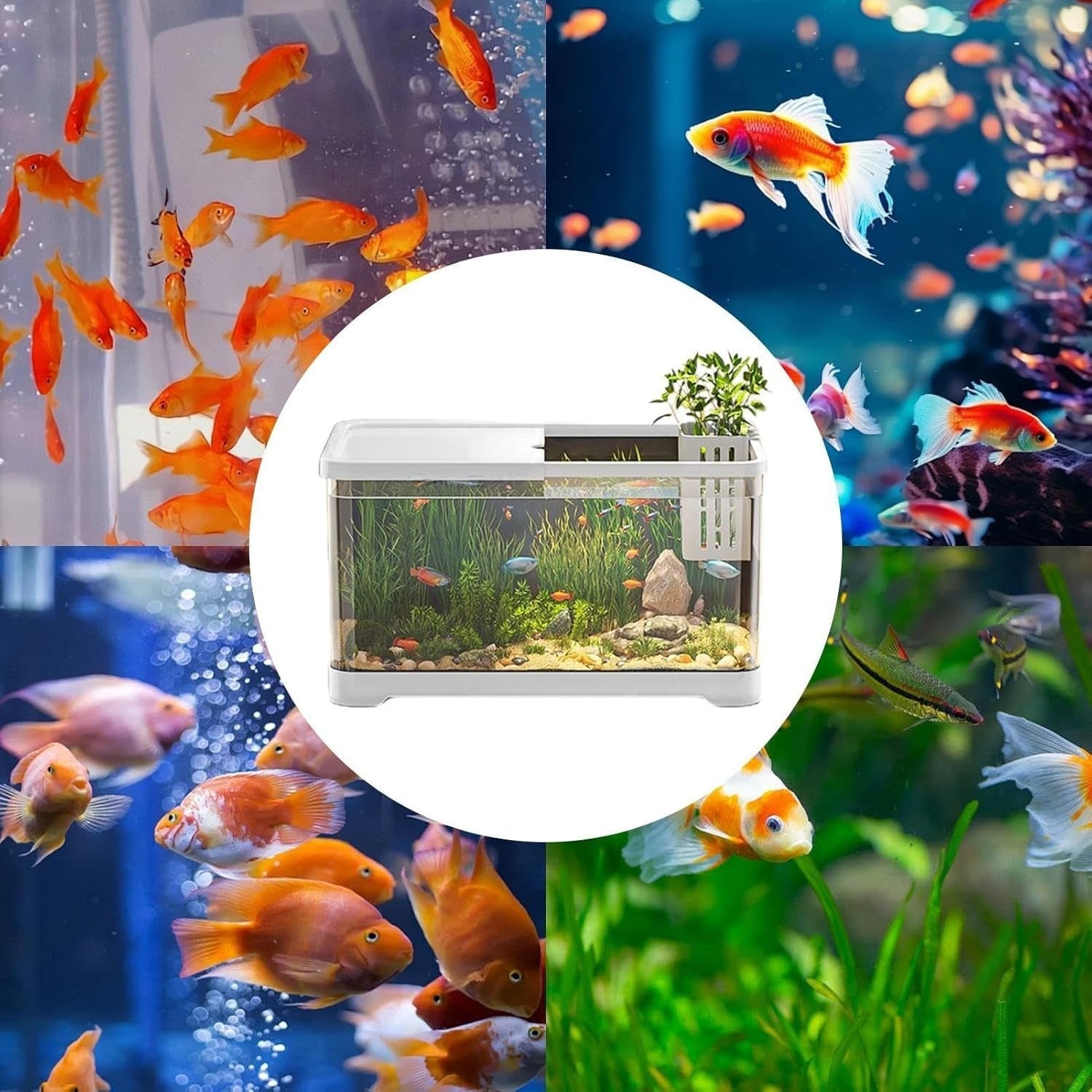 Small Fish Tank Starter Kit | Decorative Aquarium with Basket for Guppy, Shrimp