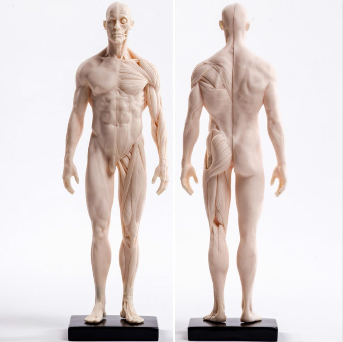 Human Anatomy Muscle Model 30cm Male Female Resin Study Figure