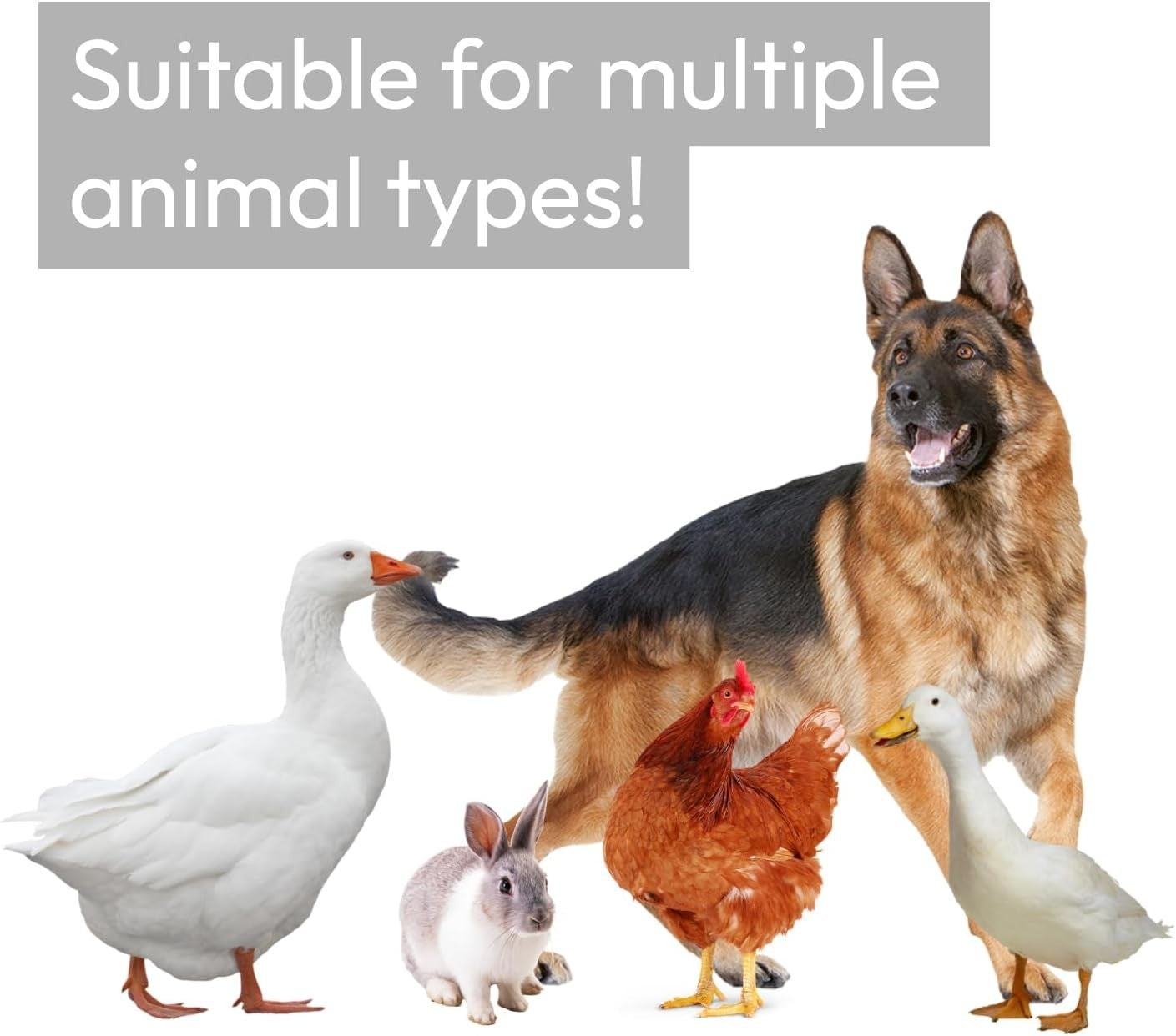 2x3m Walk In Chicken Run Metal Pet Enclosure 195cm