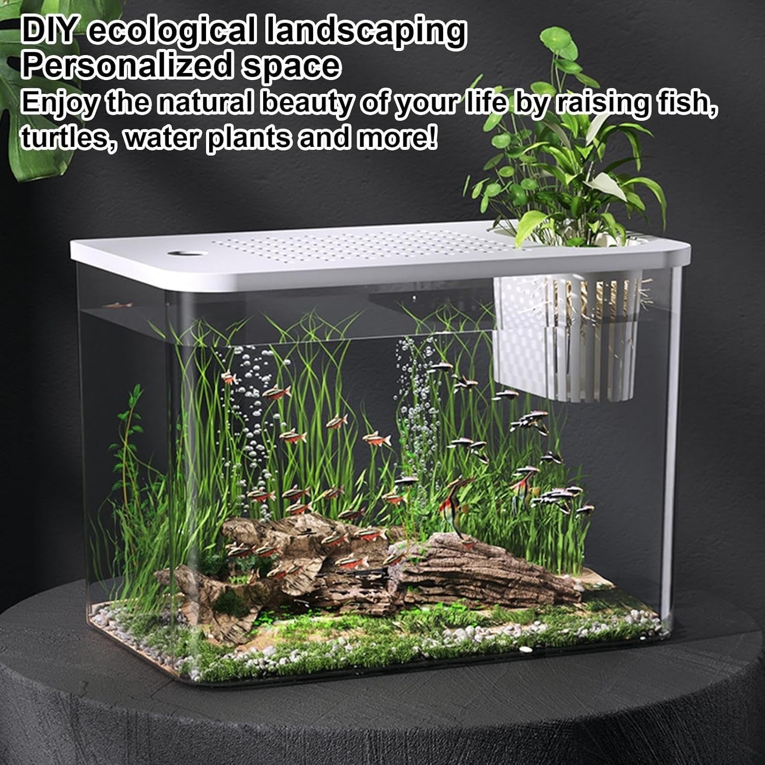 Desktop Aquarium Starter Kit | Small Turtle & Goldfish Tank for Home