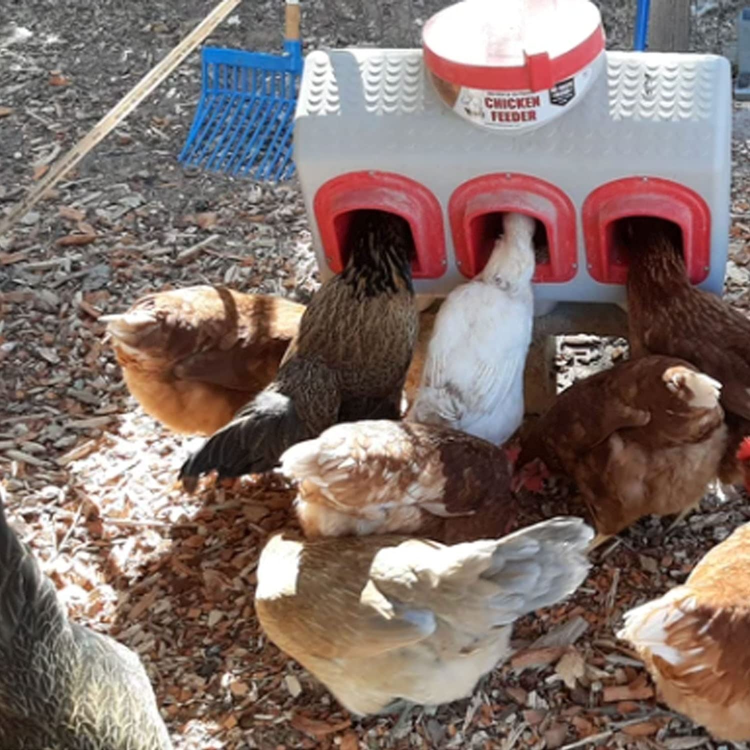 50lb Chicken Feeder Large Gravity Automatic No Waste Rainproof