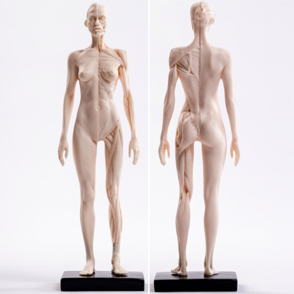 Human Anatomy Muscle Model 30cm Male Female Resin Study Figure