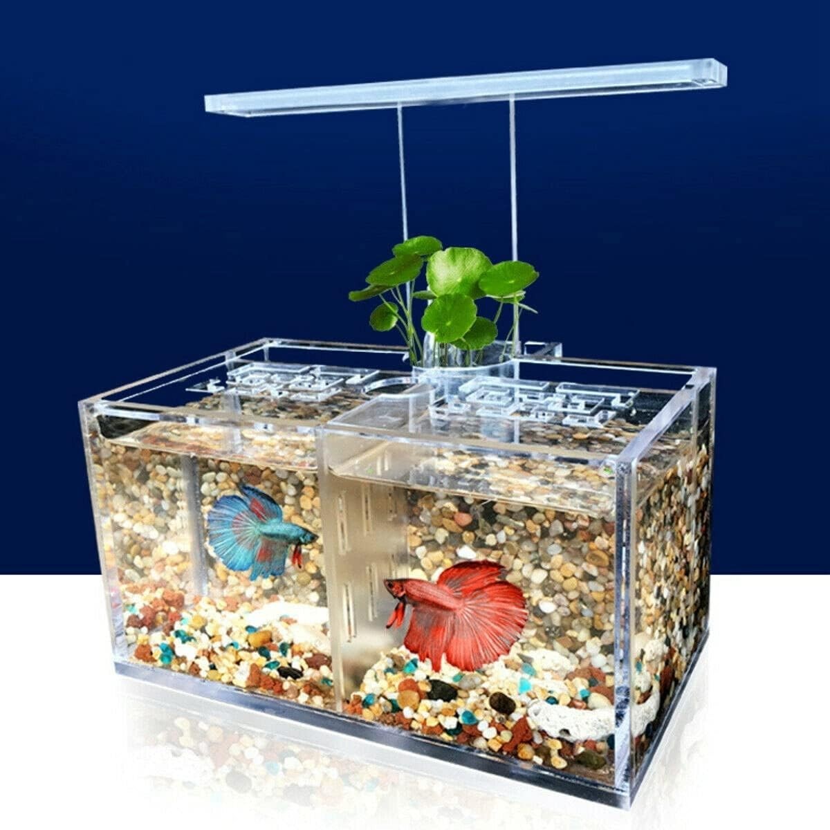 Mini Acrylic Fish Tank with LED Light & Water Pump Desktop Aquarium