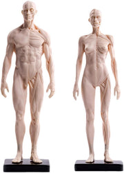 Human Anatomy Muscle Model 30cm Male Female Resin Study Figure