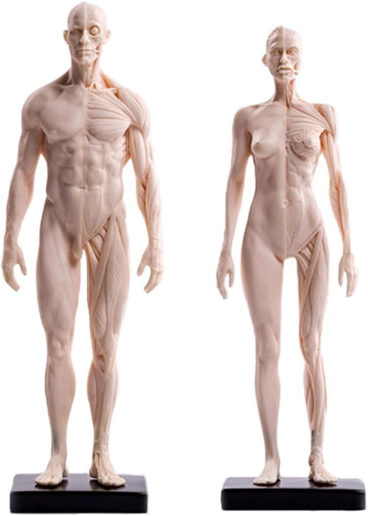 Human Anatomy Muscle Model 30cm Male Female Resin Study Figure