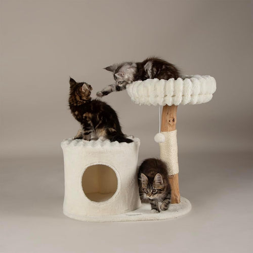 Cat Scratching Tree with Condo Perch Plush Bed Natural Wood Indoor Tower
