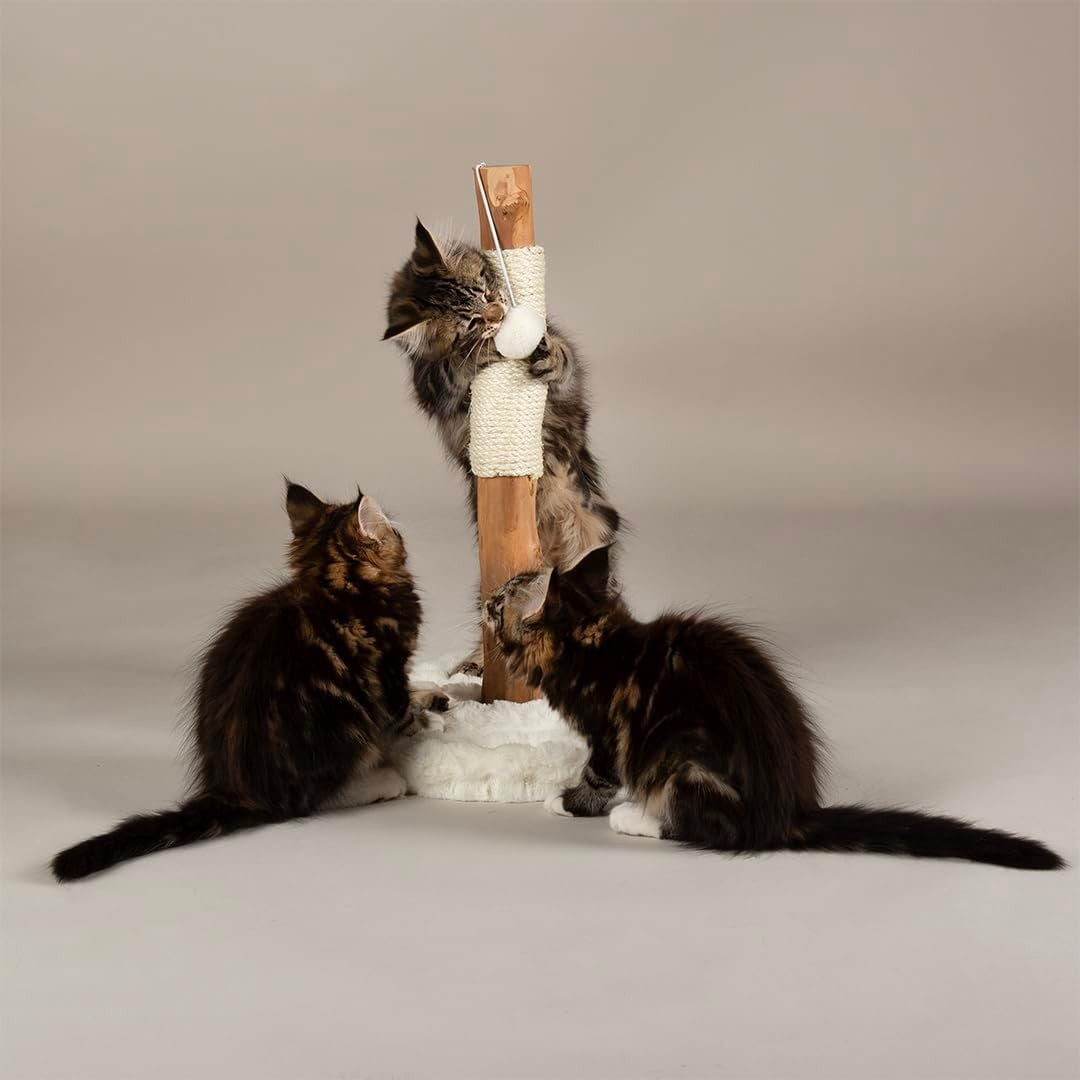 Kitten Cat Scratching Post Small Tree with Plush Base & Natural Wood Pole