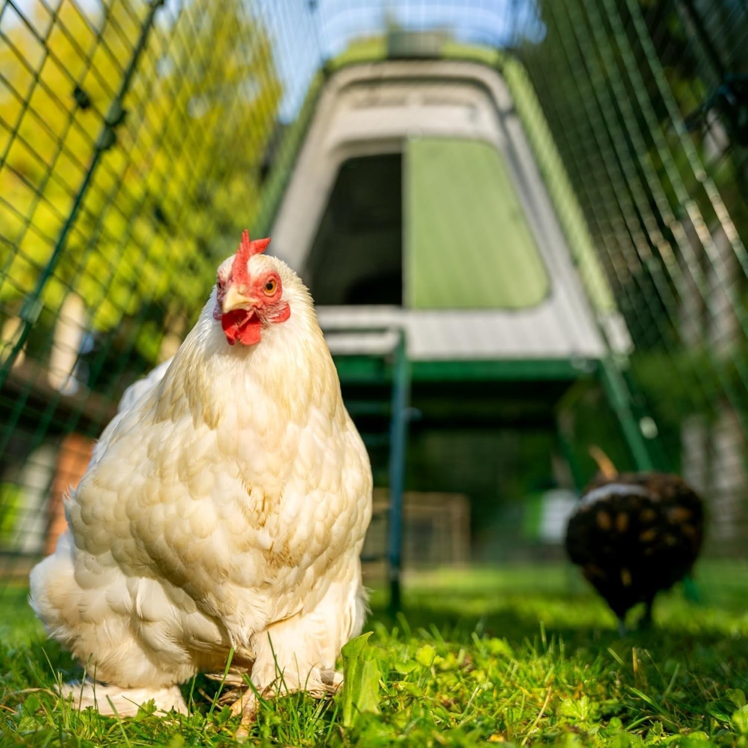 Raised Plastic Chicken Coop with Wheels Weatherproof 4 Hens