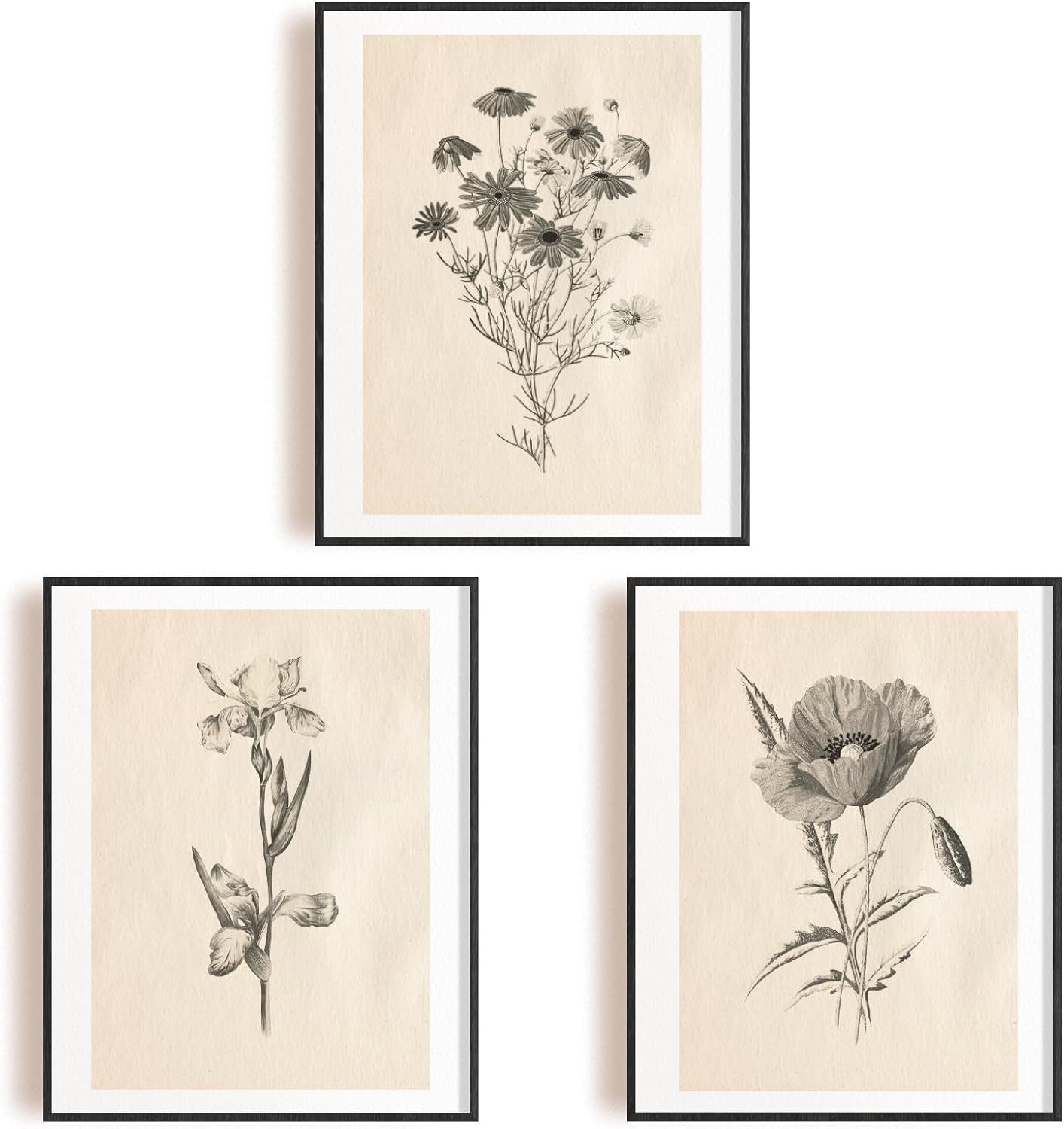 Vintage Botanical Wall Art Prints Set 6pc 8x10in Unframed