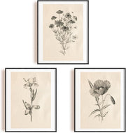 Vintage Botanical Wall Art Prints Set 6pc 8x10in Unframed