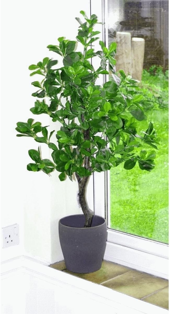 102cm Artificial Ficus Aralia Tree Realistic Green Indoor Decorative Plant Home