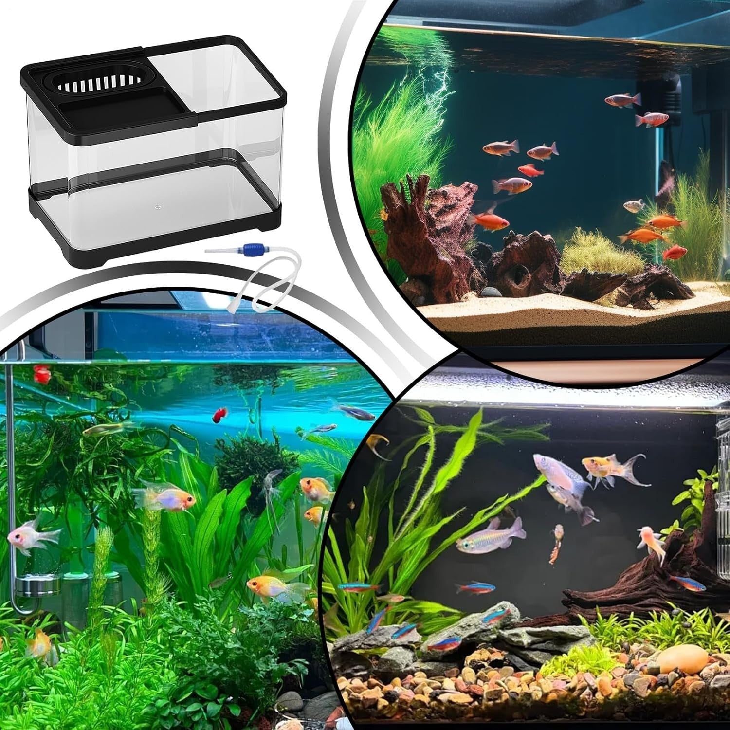 Small Betta Fish Tank with Hydroponic Basket | Desktop Aquarium Kit