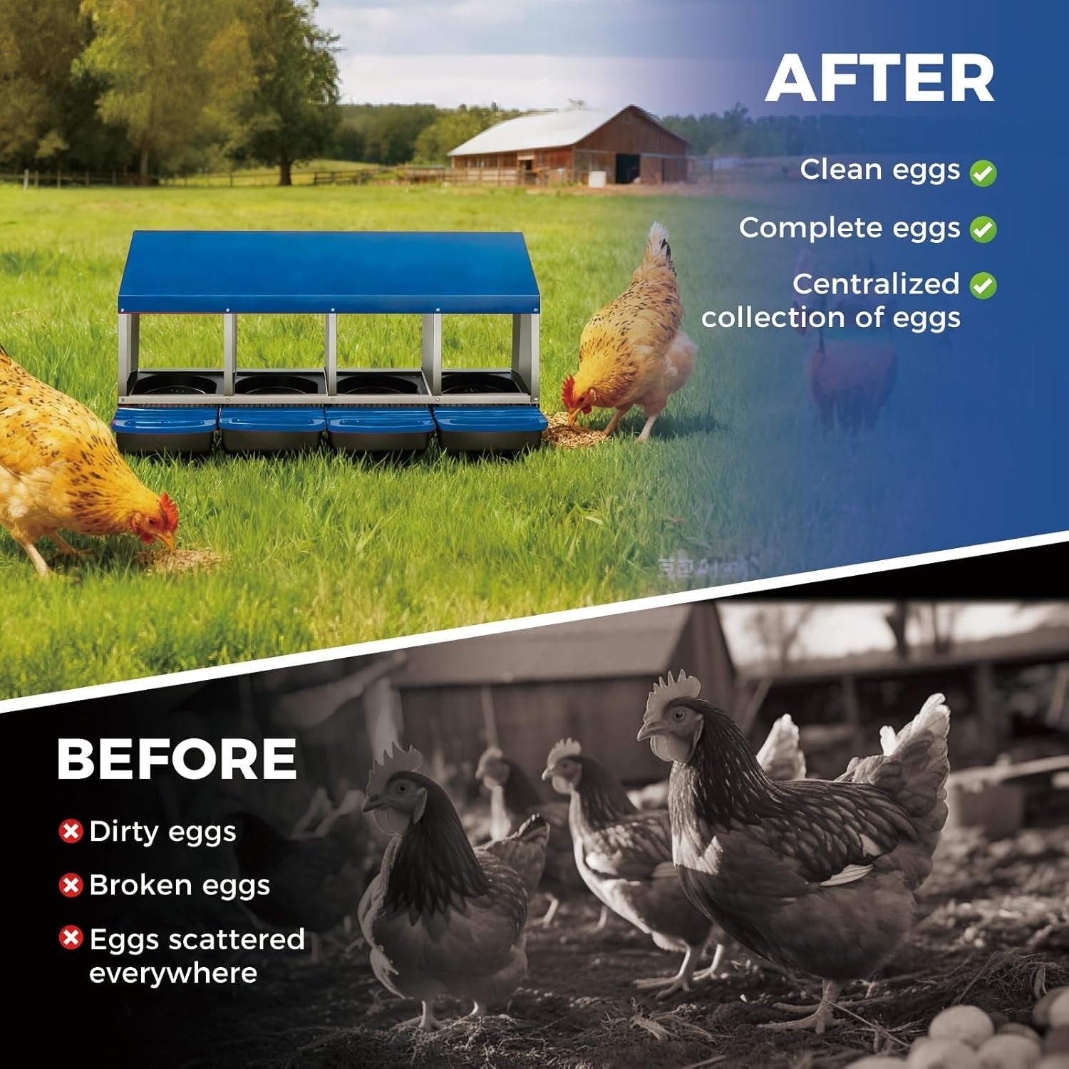 4 Chamber Galvanised Steel Chicken Nest Box Pull Out Tray Blue