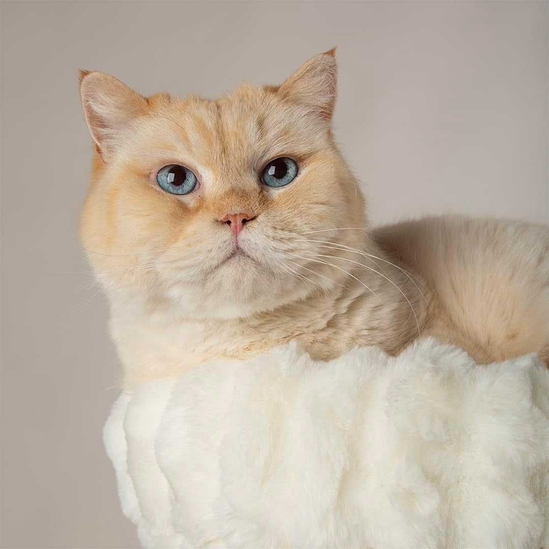 Luxury Cat Scratching Tree with Plush Perch Natural Wood Indoor Climbing Tower