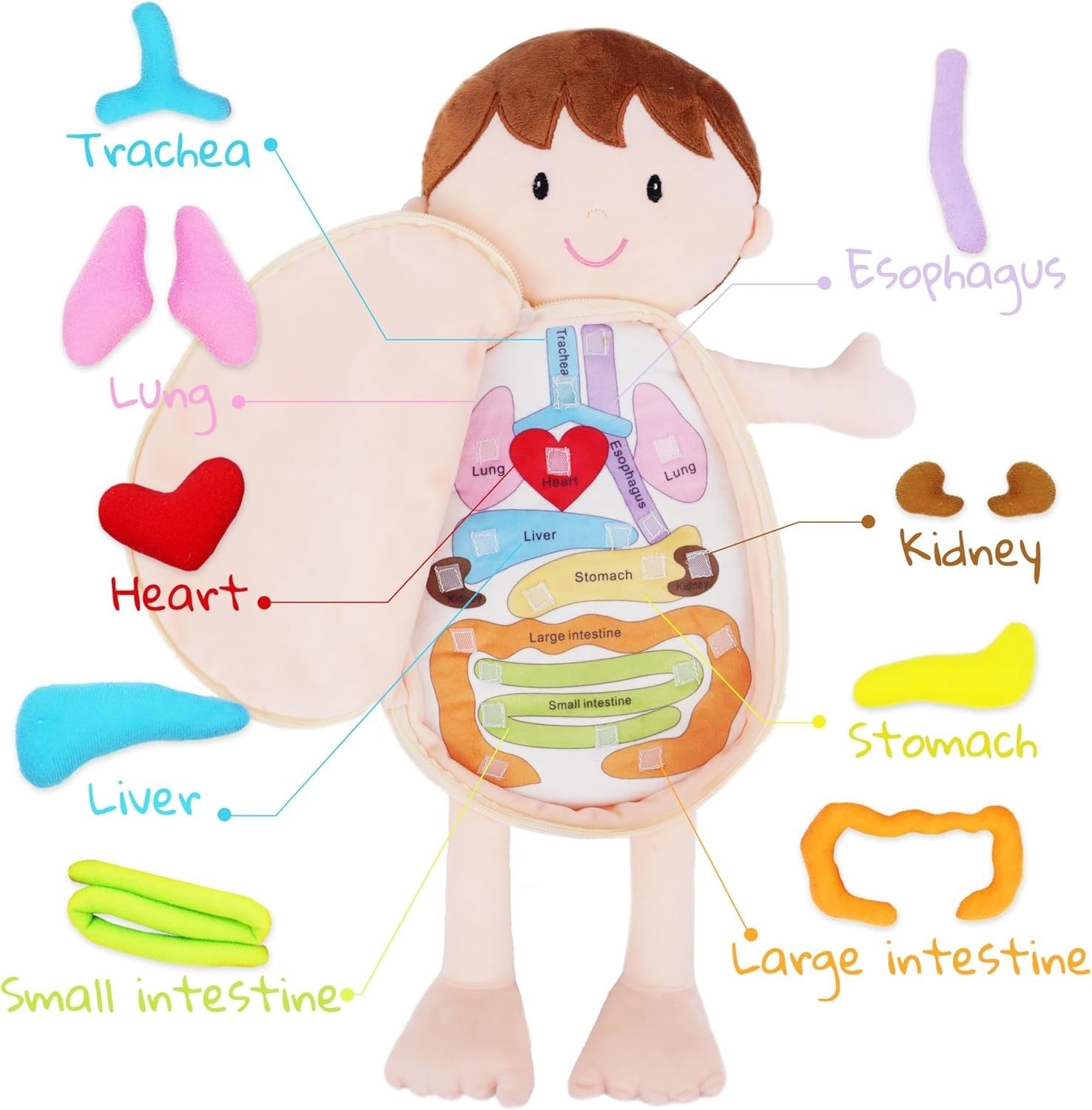 Human Anatomy Plush Doll 45cm Educational Soft Toy Removable Organs