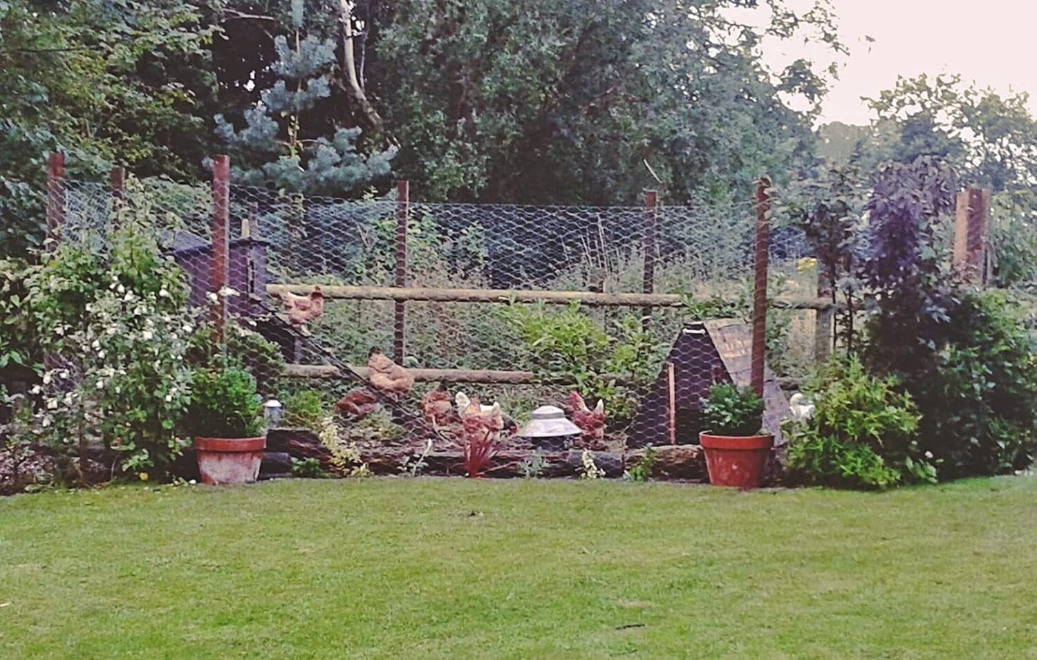 25M x 1.8M Galvanised Chicken Wire Mesh 50mm Hex