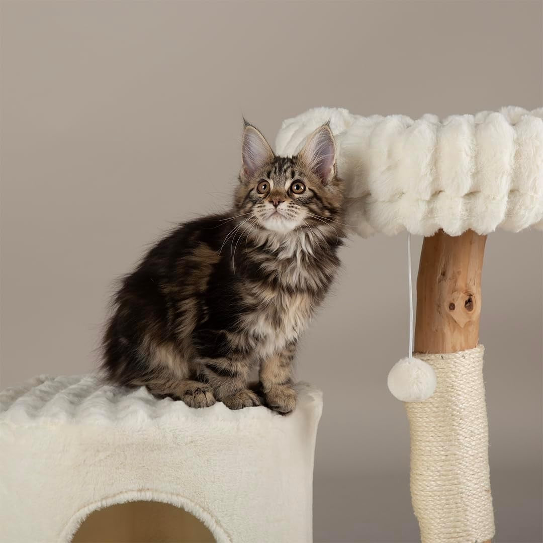 Cat Scratching Tree with Condo Perch Plush Bed Natural Wood Indoor Tower
