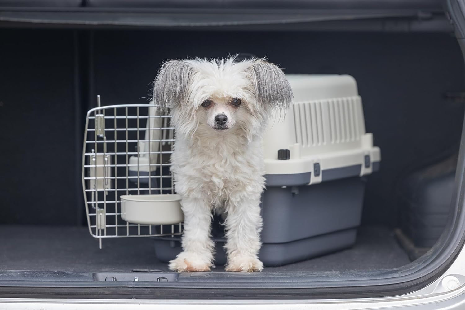 Lockable Dog Transport Crate Plastic Metal Door IATA Compliant 50x33x34cm