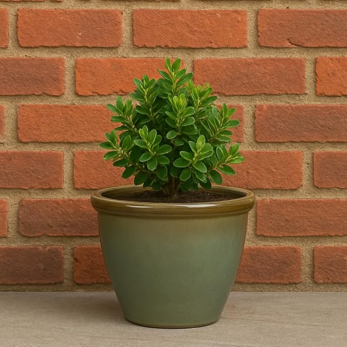 Extra Large Gloss Plant Pot 49cm Olive Indoor Outdoor Planter