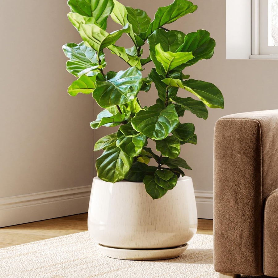 30cm Ceramic Plant Pot Beige Large Planter with Drainage Saucer