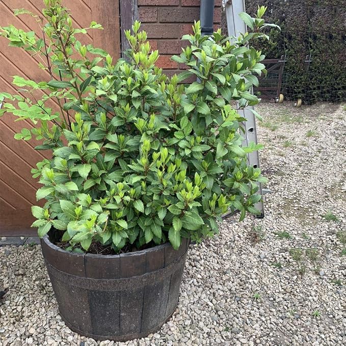 Large Oak Whisky Barrel Planter Rustic Garden Pot 64cm