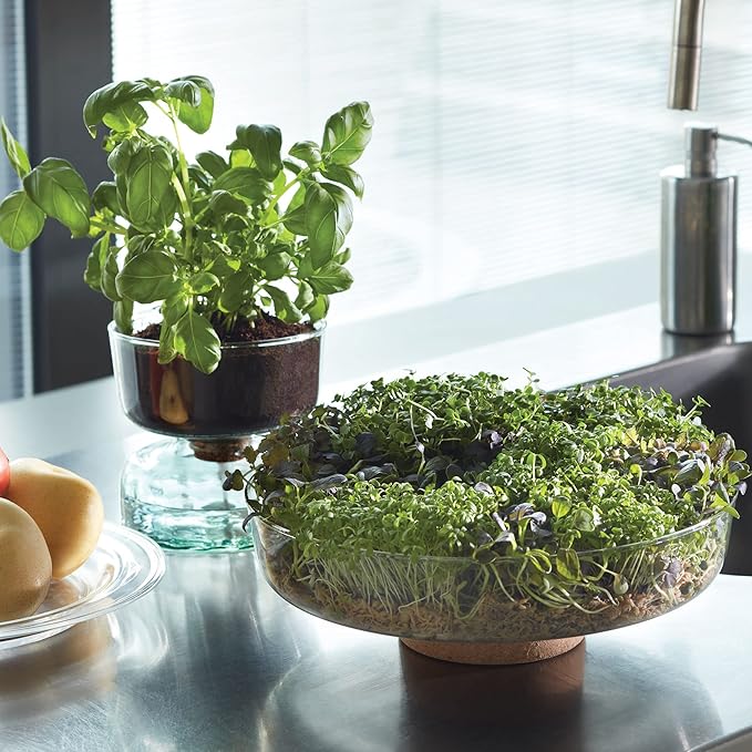 Self Watering Glass Planter 13cm Indoor Plant Pot Cork Lid