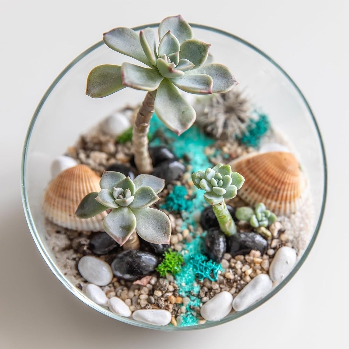 Clear Glass Cylinder Bowl Vase 10x3in Centrepiece Terrarium Decor - Kwikley