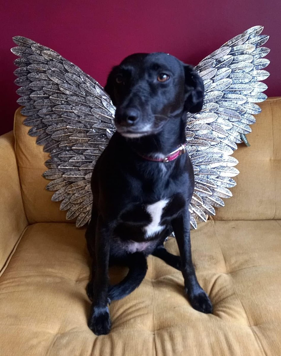 Silver & Gold Angel Wings Metal Wall Art 90cm Home Decor Sculpture - Kwikley